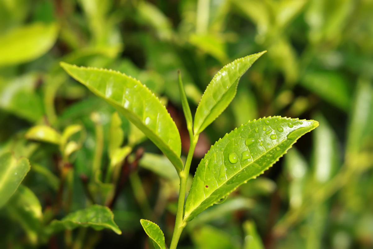 Tea leaves used for brewing oolong tea